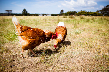 Fototapeta premium Chickens In A Field