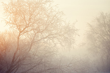 Obraz premium Frosted tree branches on a frosty winter morning in the fog. 