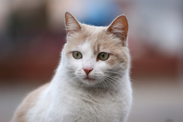 street cats of various sex