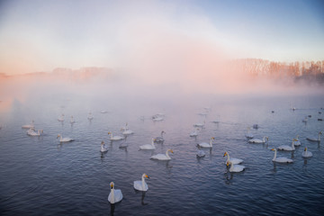 View of the winter lake with swans. 