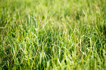 Grass macro background fifty megapixels