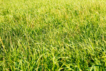 Grass macro background fifty megapixels