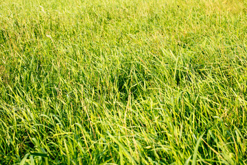 Grass macro background fifty megapixels