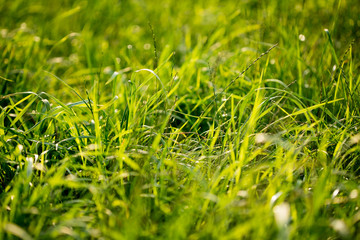 Grass macro background fifty megapixels