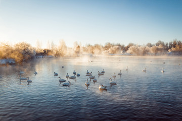 View of the winter lake with swans. "Lebedinyj" Swan Nature Reserve, "Svetloye" lake, Urozhaynoye Village, Sovetsky District, Altai region, Russia