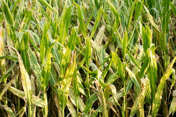 Cultivation zea mais pop corn field fifty megapixels