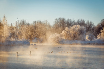 View of the winter lake with swans. 