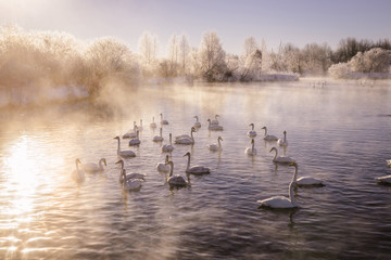 View of the winter lake with swans. "Lebedinyj" Swan Nature Reserve, "Svetloye" lake, Urozhaynoye Village, Sovetsky District, Altai region, Russia