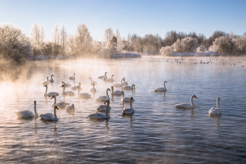 View of the winter lake with swans. 