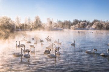 View of the winter lake with swans. 