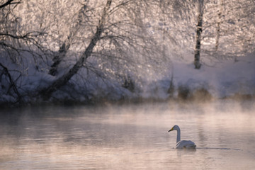 View of the winter lake with swans. 