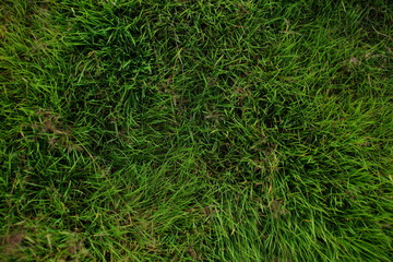 the texture is lush green grass