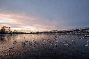 View of the winter lake with swans. 