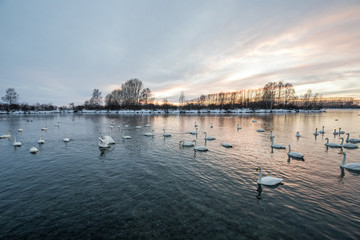 View of the winter lake with swans. 