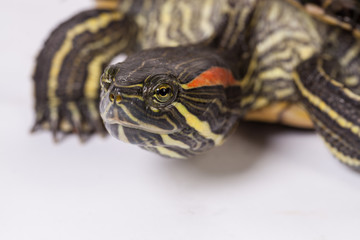 Red ear slider turtle head close up isolated on white background. 