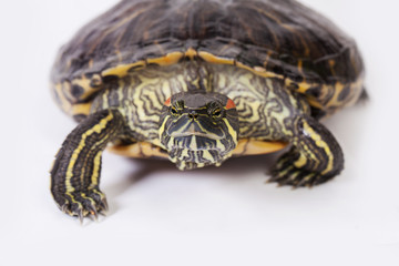 Red ear slider turtle walking towards isolated on white background.  Semi aquatic tortoise moving towards