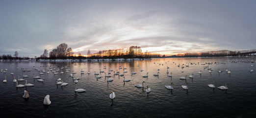 View of the winter lake with swans. "Lebedinyj" Swan Nature Reserve, "Svetloye" lake, Urozhaynoye Village, Sovetsky District, Altai region, Russia