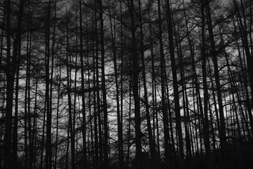 Fototapeta na wymiar Abstract Forest Sky Nature