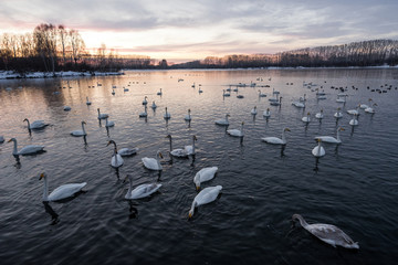 View of the winter lake with swans. "Lebedinyj" Swan Nature Reserve, "Svetloye" lake, Urozhaynoye Village, Sovetsky District, Altai region, Russia