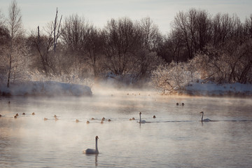 View of the winter lake with swans. 