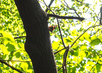 Monarch on the Tree Trunk