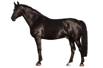 Fototapeta na wymiar Black horse on white. Black horse isolated. Black horse isolated on white background.