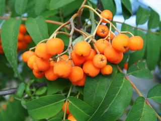 Orange Quickbeam (Sorbus aucuparia) July 2019 Szczwcin Poland, sorbus aucuparia, summer and autumn in Europe, roadside tree, foliage, orange berries, a bunch of orange fruits, grown in abundance