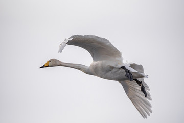 Swan flies over the lake. 