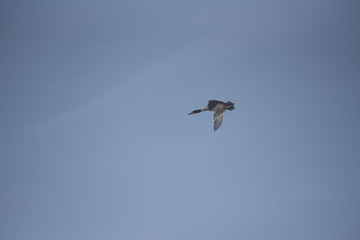Obraz premium Swan flies over the lake. 