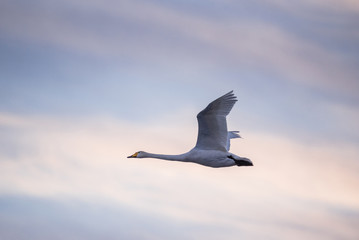 Swan flies over the lake. "Lebedinyj" Swan Nature Reserve, "Svetloye" lake, Urozhaynoye Village, Sovetsky District, Altai region, Russia