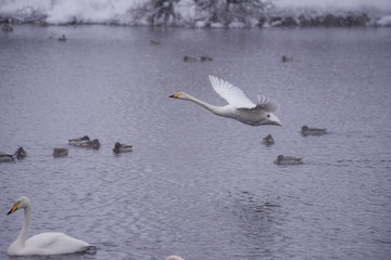 Swan flies over the lake. "Lebedinyj" Swan Nature Reserve, "Svetloye" lake, Urozhaynoye Village, Sovetsky District, Altai region, Russia