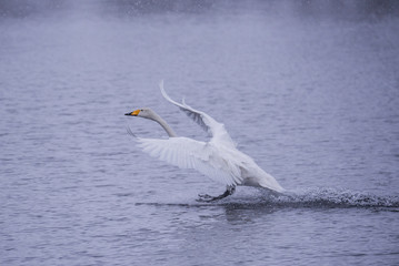 Swan flies over the lake. 