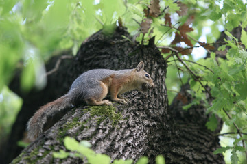 squirrel