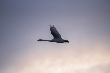 Swan flies over the lake. "Lebedinyj" Swan Nature Reserve, "Svetloye" lake, Urozhaynoye Village, Sovetsky District, Altai region, Russia