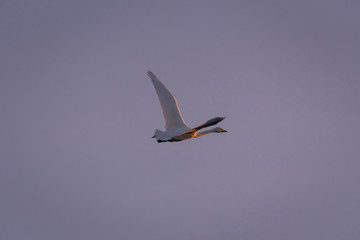 Swan flies over the lake. 
