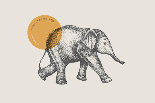 An image of a little Asian baby elephant drawn by graphic lines on a light isolated background. Vector illustration in engraving style.
