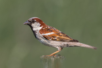 Extreme closeup of Male House Sparrow on wooden post in green grass field