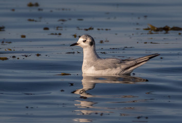 Bonaparte's Gull swimming in water under late afternoon lighting