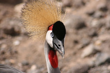 ave migratoria en fuerteventura