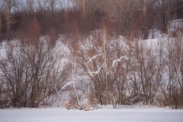 A group of swans flying over the lake. 