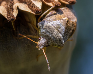 Terrestrial turtle bug extreme closeup