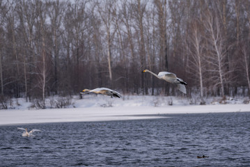 Naklejka premium A group of swans flying over the lake. 
