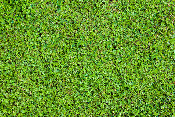 Background from clover leaves and grass. Bright juicy greens. Grass carpet.
