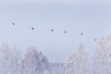A group of swans flying over the lake. 