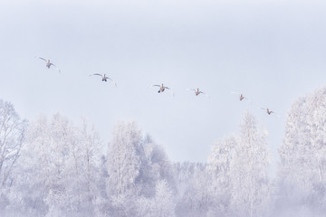 A group of swans flying over the lake. 