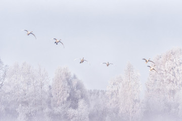 A group of swans flying over the lake. 