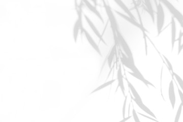 Gray shadow of the willow tree leaves on a white wall. Abstract neutral nature concept blurred...