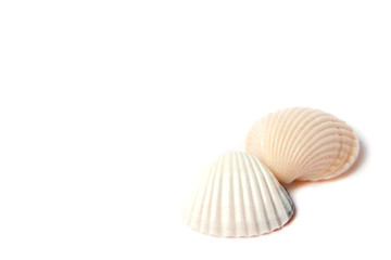 Two sea shells isolated on white background with copy space. Vacation concept