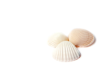 Three sea shells isolated on white background with copy space. Vacation concept.