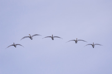 A group of swans flying over the lake. "Lebedinyj" Swan Nature Reserve, "Svetloye" lake, Urozhaynoye Village, Sovetsky District, Altai region, Russia
